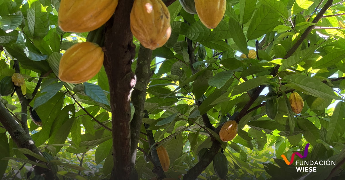 Inkao Per Promoviendo El Cultivo De Cacao En El Vraem Fundaci N Wiese